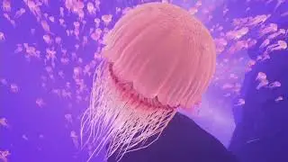 theBlu   Season 1