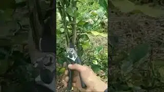 cara pangkas jeruk purut patr2,agar pokok tumbuh lebih cepat dan maksimal||1#shortsvideo #shortvideo