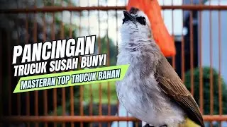 TRUCUKAN GACOR TARUNG ROPEL PANJANG Pancingan trucukan Agar Bunyi Jadikan Burung Trucuk Gacor Nyaut