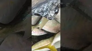 hasil casting sabiki #iroly #okuma #shorts #popperfishing #shorts