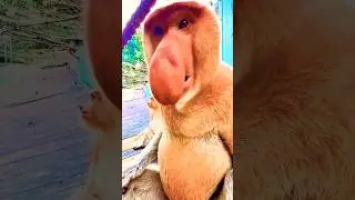 hau hau #anmals #animal #wildlife #newvideo #shorts #viralanimals