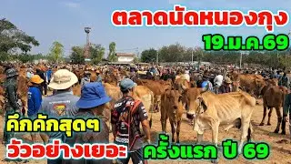 ราคาวัววันนี้‼️19 ม.ค.69 ตลาดนัดบ้านหนองกุง คลิปแรก ปี 2569 วัวอย่างเยอะ บรรยากาศการซื้อการขายคึกคัก