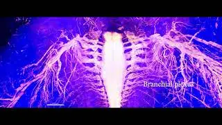 video 2 Whole body imaging of mouse pup at micrometer resolution