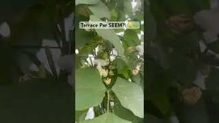 Seem Plant Growing Beautifully on Terrace Garden 🌱 | Homegrown Sem Phali Success #viral #shorts