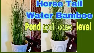 Horsetail Plant /Water bamboo Plant /Plant Stories /lotus Waterlily sale / Waterplants