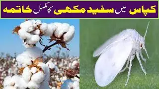 How to control white fly in cotton crop | Makhi control in cotton | Modern Crop Farming | White fly