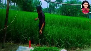 ধান গুলো কেটে ফেললাম  @mojaherislamofficial  @riponvlogs772 