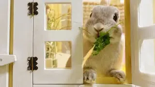 採れたてのミニキャロットをうさぎさんに差し入れしたら、一瞬でお口のなかに吸い込まれていきました