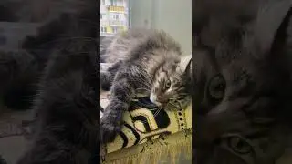 Это Анфиса! Свою простила #cat #котик #веселыекоты #видосыоткота #кот #прикольныекоты #мейнкун