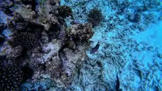 🐠 Snorkeling in Seychelles | Goatfish & Coral Reef Underwater Adventure 🌊✨