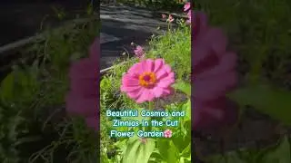 🌱🌸Growing Cosmos and Zinnias in Zone 8 Cut Flower Raised Bed Garden