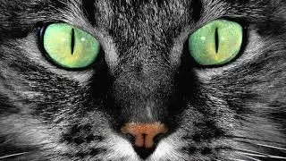 Undeground Tech House Mix 