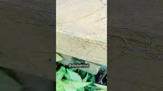 Semut Langkrang Mencari Makan #shortvideos #shorts #viralvideo #youtubeshorts