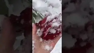 Nice Video #shortvideo #coldseason #snow #winter #short