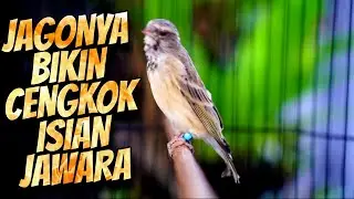 MATERI CENGKOK MEWAH FAVORITE ! MASTERAN BLACKTHROAT GACOR DURASI PANJANG PALING DICARI