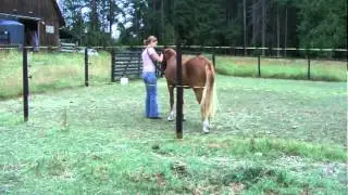 Harmonious Horsemanship: Entering the Relationship: Part 2