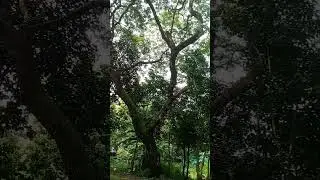 AT THE MILLION TREES QUEZON CITY