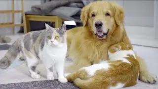 This Golden Retriever Raised Them — Now Watch How the Cats Say 'Thank You' Every Morning!