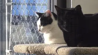 Muscatine Humane Society raising money to help take care of stray cats
