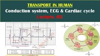 Transport in Human Lecture. 03 |Conduction system, ECG, Cardiac cycle|