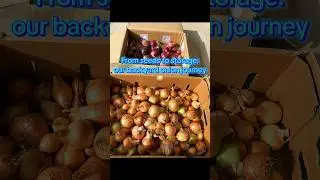 From seeds to storage: our backyard onion journey 🧅 #vegetables #farming #food #growfreshproduce