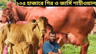 ১০৫ হাজারে গির ও জার্সি শাহীওয়াল ! রবিউল ভাইয়ের ছাগলের চেয়েও কমদামে ইন্ডিয়ান বর্ডার ক্রস গাভী !