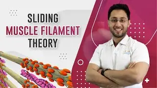 Muscle Contraction Mechanism | FGIIT