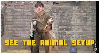See the my animal setup please like and subscribe so hard work #subscribe like