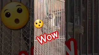 Strange Monkey!!!😯