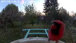 A male Northern Cardinal eating at a Netvue Birdfy Smart Bird Feeder.
