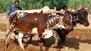 Unseen village life in punjab pakistan | Antique plough | Bull powered deep ploughing