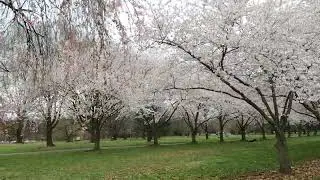 ⁴ᴷ⁶⁰ Walking Philadelphia, PA: Cherry blossoms at the Centennial Arboretum in Fairmount Park