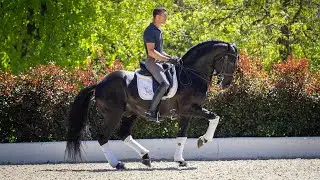 Horse for Sale |  Black LusoWarmblood Schoolmaster Stallion (REF#914)