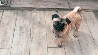 BULLDOG / JOHNNY DAY