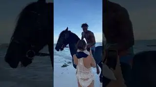 The swimming horses of the Indian Ocean #Friesian #horse #africa