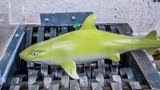 Shredding Fish and Whales! What's Inside?