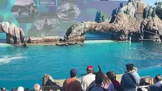Sea World San Diego Orca Encounter 