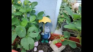 Un petit tour dans mon jardin nourricier et m&eacute;dicinal