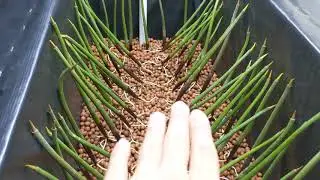 Transplanting my red mangroves into their new grow basin
