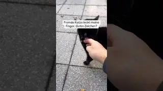 👀 Что говорят эксперты по кошкам? #бродячиекошки