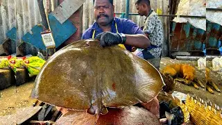 KASIMEDU 🔥 SPEED SELVAM  | BIG STRINGRAY  FISH 🐟 AMAZING CUTTING SKILLS | N M FISH CUTTING 🔪
