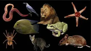 Classification of Animals [Hindi]| The Living World | Grade 6 | Middle School Science | Khan Academy