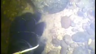 Freshwater Mussel Translocation Monitoring for Endangered Species in PA