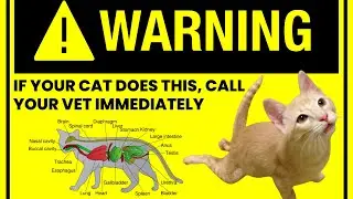 Почему кошка волочит задние лапы? Объяснение поведения кошек (диагностика, профилактика и лечение)