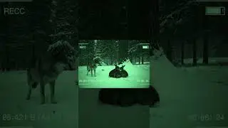🐺🐇 Wolf Helps a Bunny Return Home &mdash; Heartwarming Scene ❤️