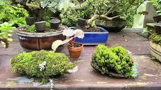 돌과 야생화, 바위솔, 세덤, 이끼