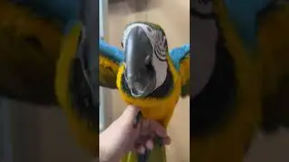 Ara Macaw Gele Blauw avaliable info@birdshopeindhoven.nl