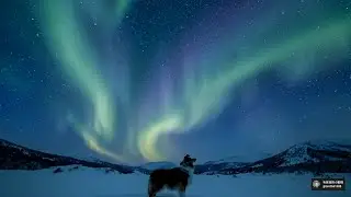 【Shot Film】A Scottish Collie Travels Across Europe Alone #scottish #dog #animation #animals