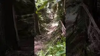 so fast #mtb #downhill #enduromtb #downhillmtb #shorts #shortvideo #viral #bikelife