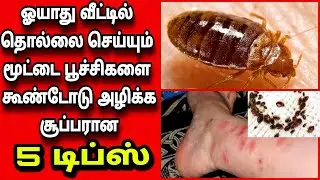 மூட்டைப்பூச்சி தொல்லையில் இருந்து மொத்தமாக விடுபட சூப்பரான 5 டிப்ஸ்/bed bugs control|Fathu's Samayal